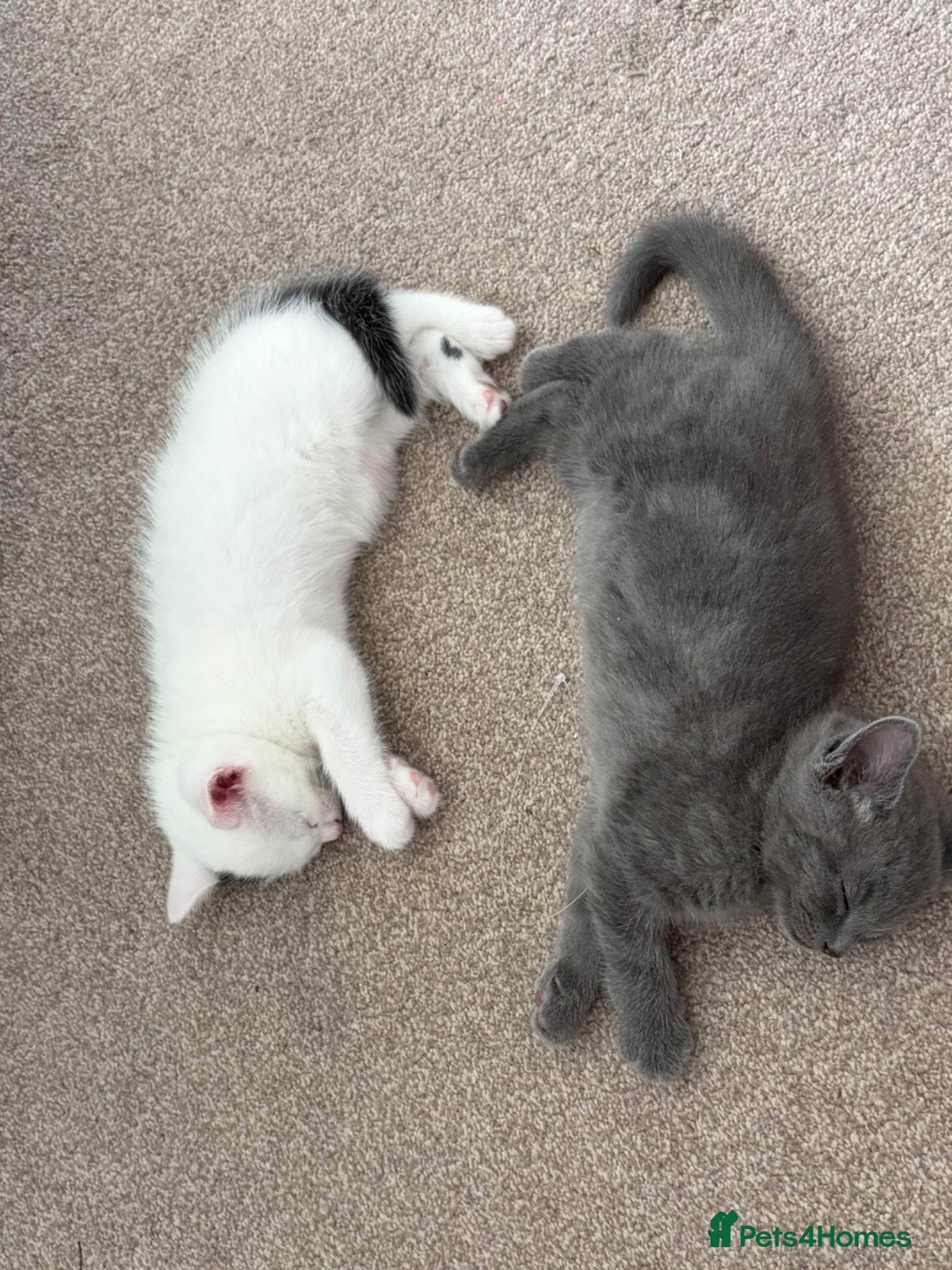 Mixed Breed cats 2x Beautiful Kittens - Advert 1