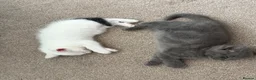 Mixed Breed cats for sale: 2x Beautiful Kittens - Advert 1