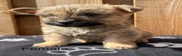 Cairn Terrier dogs for sale: beautiful health tested cairn terriers - Advert 17
