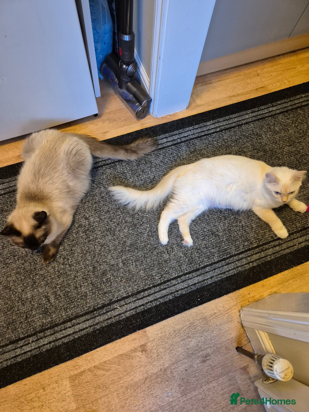 Ragdoll cats for sale: Urgent 2 boys left ready to leave now  - Advert 11