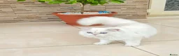 British Longhair cats for sale: Stunning British Longhair Kittens – Champion  - Advert 6