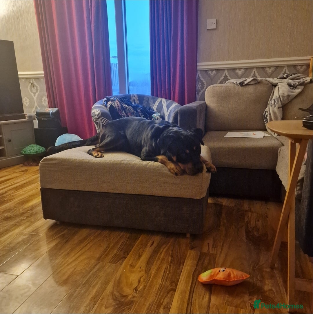 Rottweiler dogs for sale: 3 year old Female Rottweiler (4 yrs in Sept) - Image 2