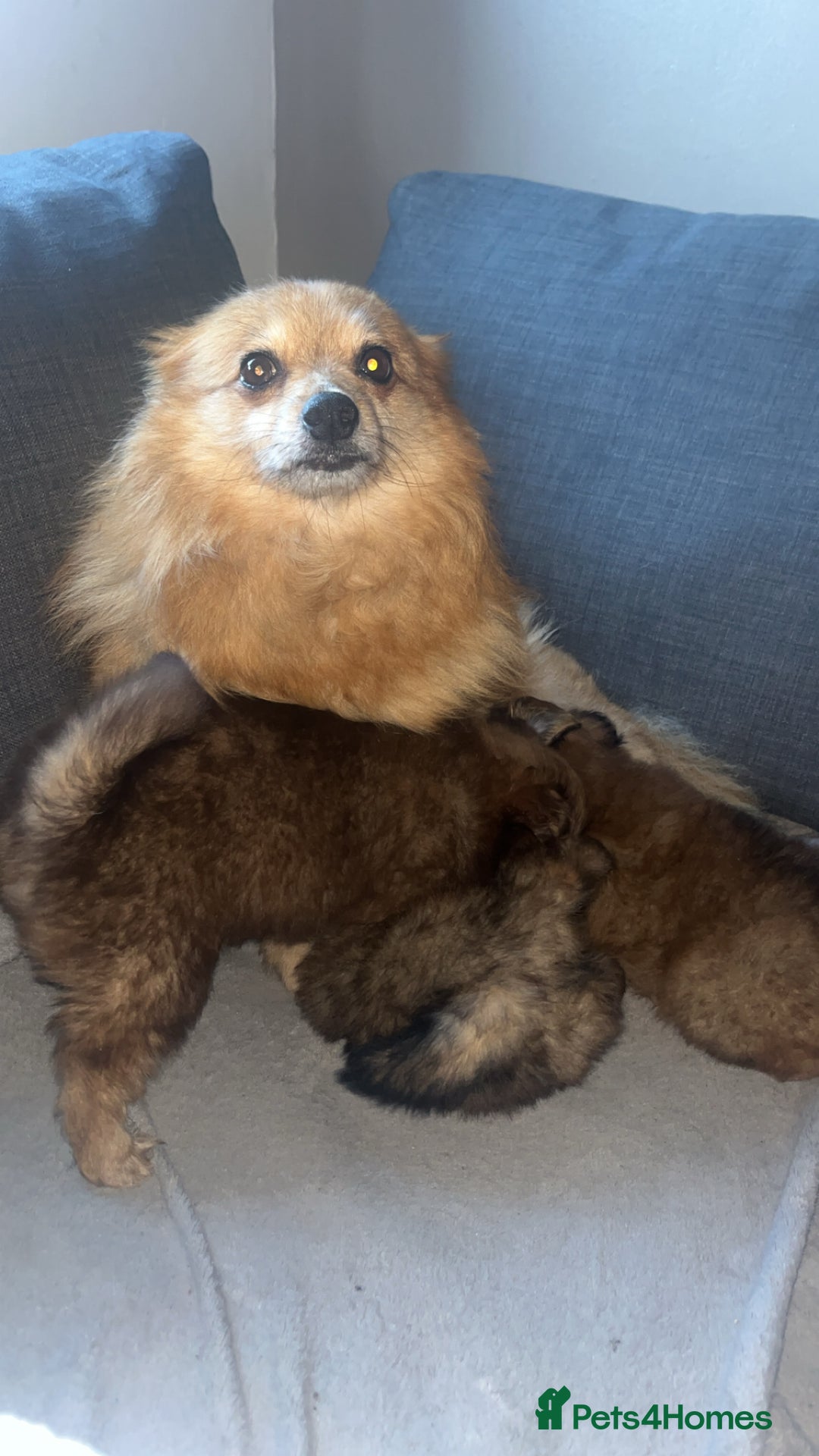 Pomchi dogs for sale: Pomeranian x pomchi puppys - Advert 9