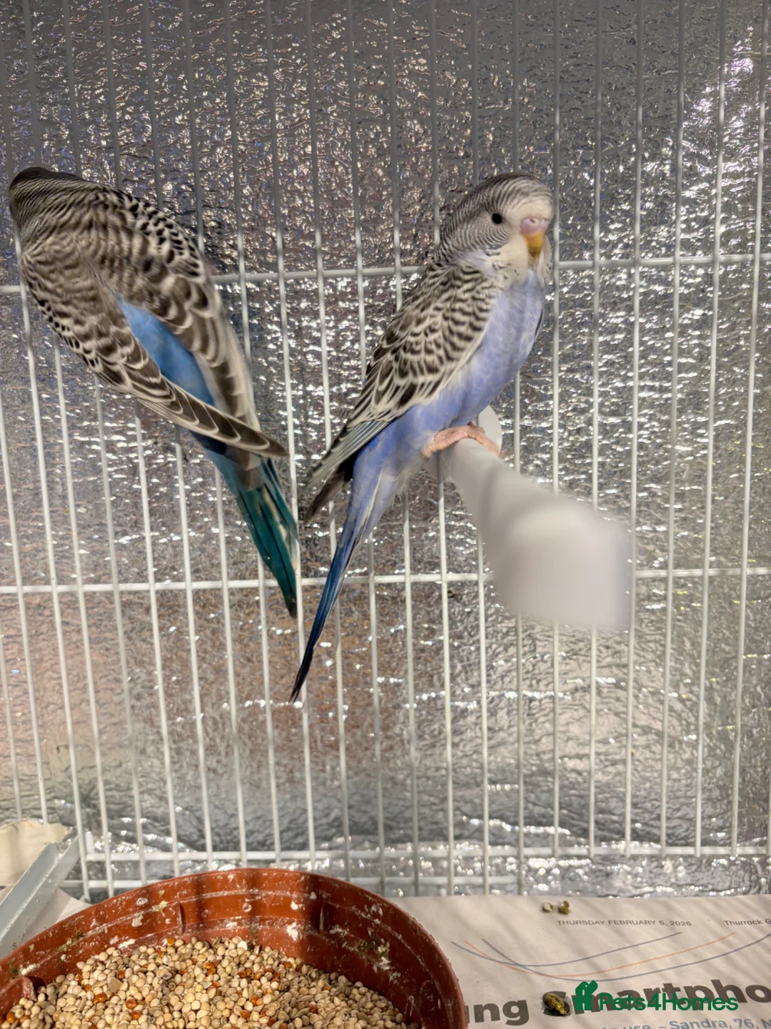Budgerigars birds for sale: Baby budgies  - Advert 2
