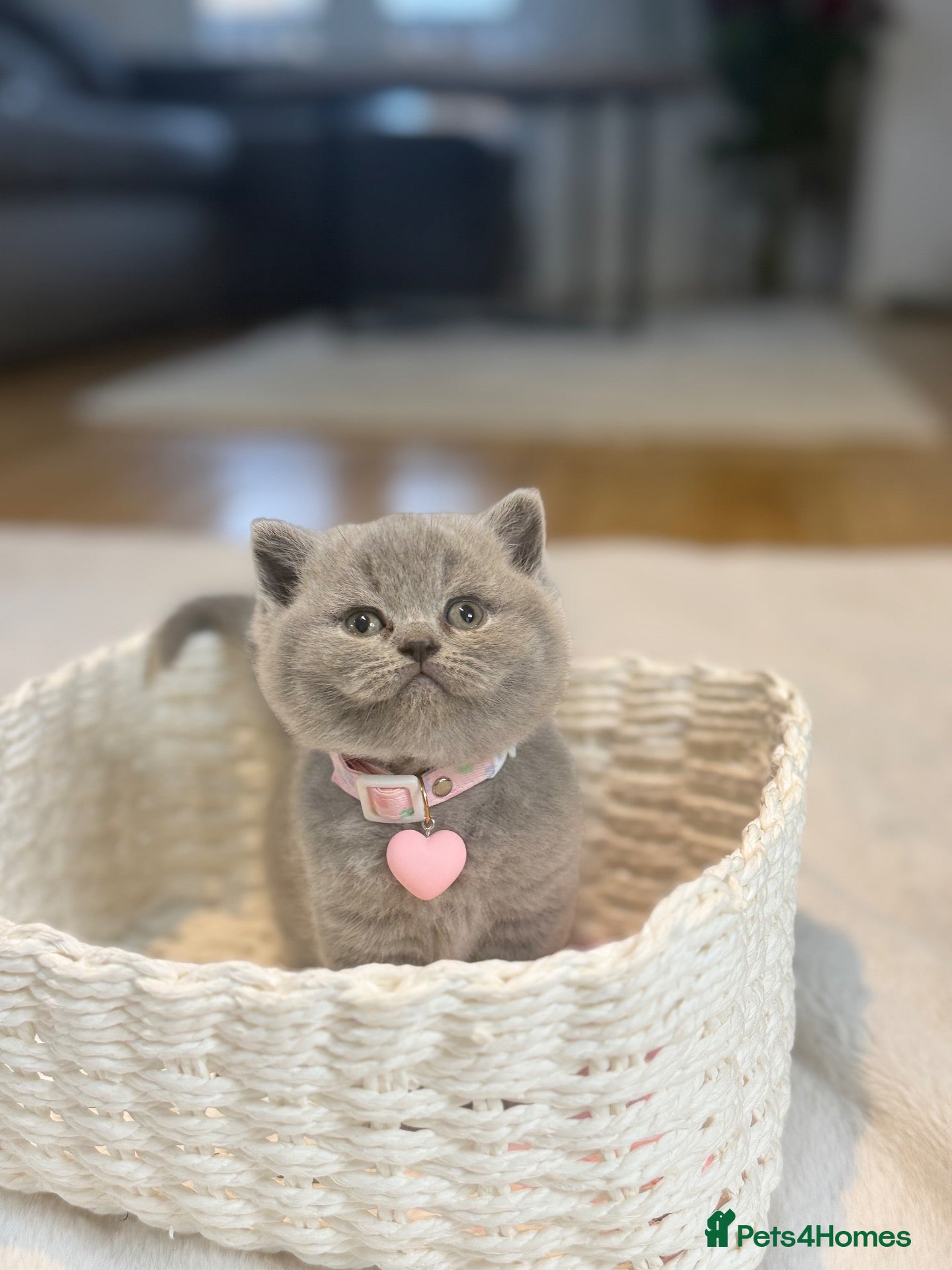 Scottish Fold cats Schotish straight  - Advert 1