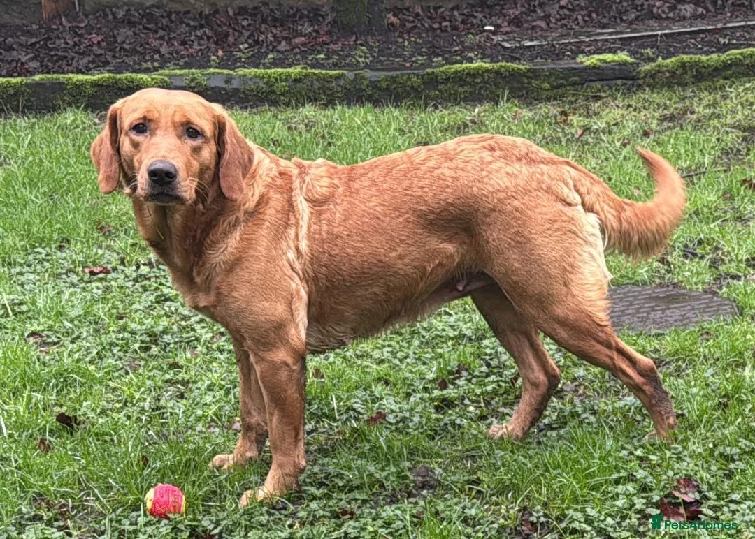 Goldador dogs for sale: BORN FROM HIP, ELBOW AND DNA PERFECT PARENTS - Advert 4