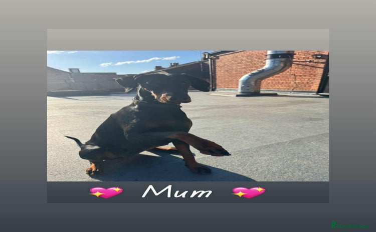 Mixed Breed dogs - Advert 5