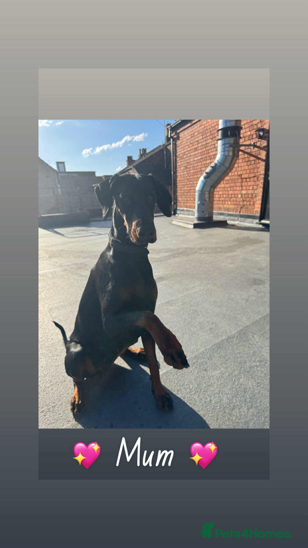Mixed Breed dogs for sale: Doberman X XL Bully  - Image 1