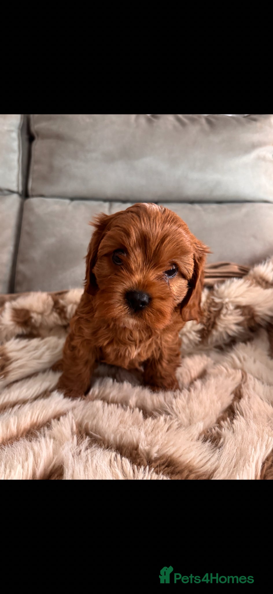 Cavapoo dogs ❤️ Beautiful Red Cavapoo Boys Ready to leave ❤️ - Advert 5