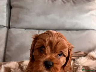 Cavapoo dogs ❤️ Beautiful Red Cavapoo Boys Ready to leave ❤️ - Advert 5