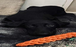 Labrador Retriever dogs for sale: Labrador retriever  - Image 5