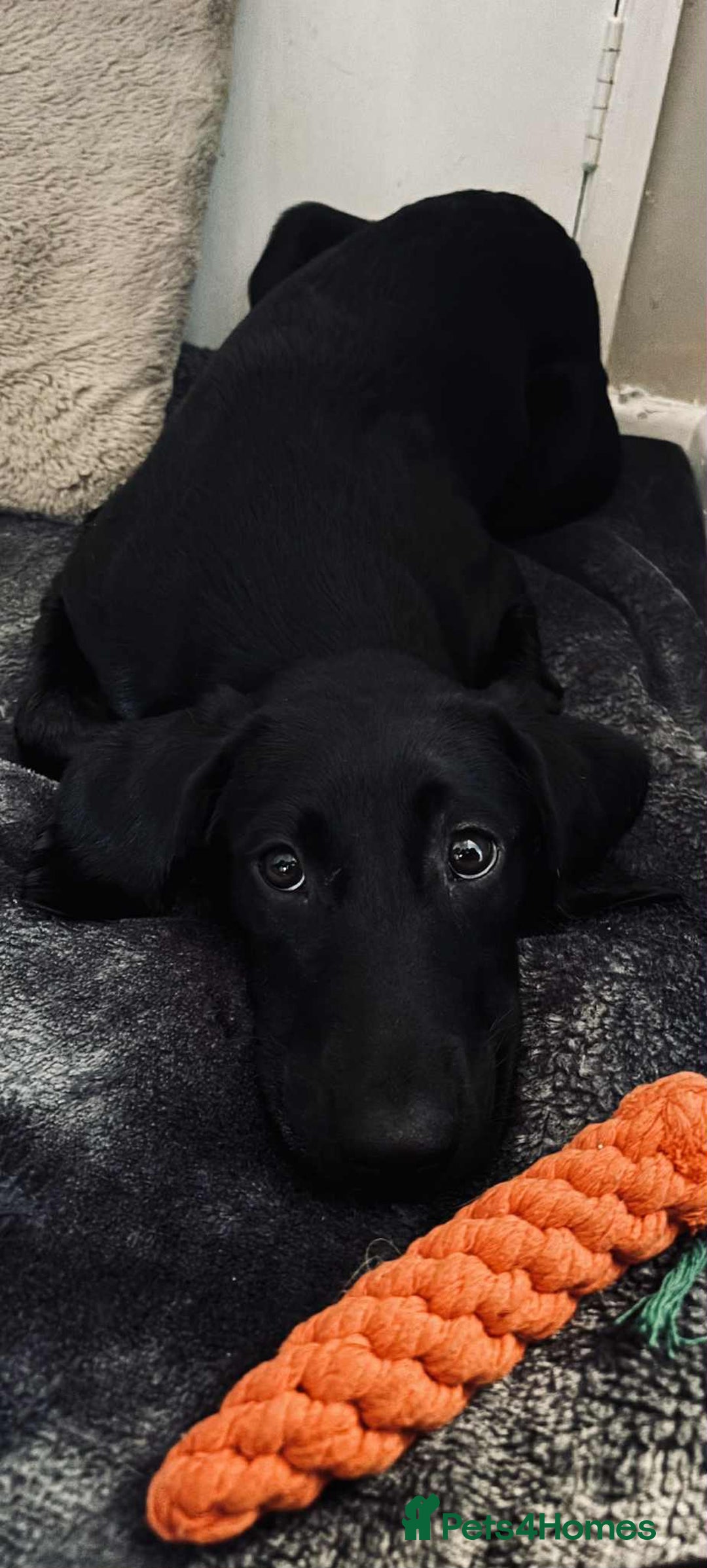 Labrador Retriever dogs for sale: Labrador retriever  - Image 5
