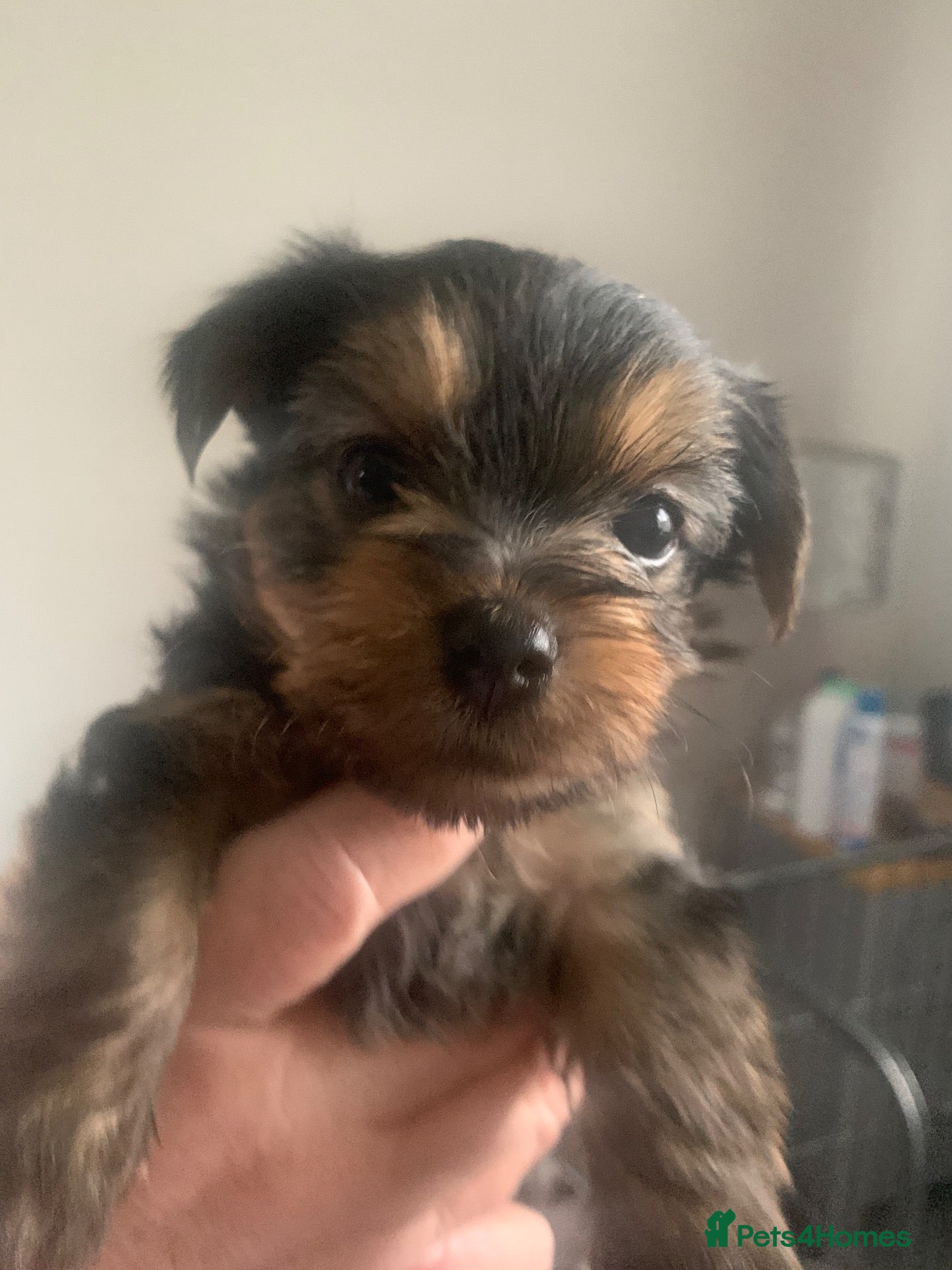 Yorkshire Terrier dogs yorkshire terrier puppys - Advert 3