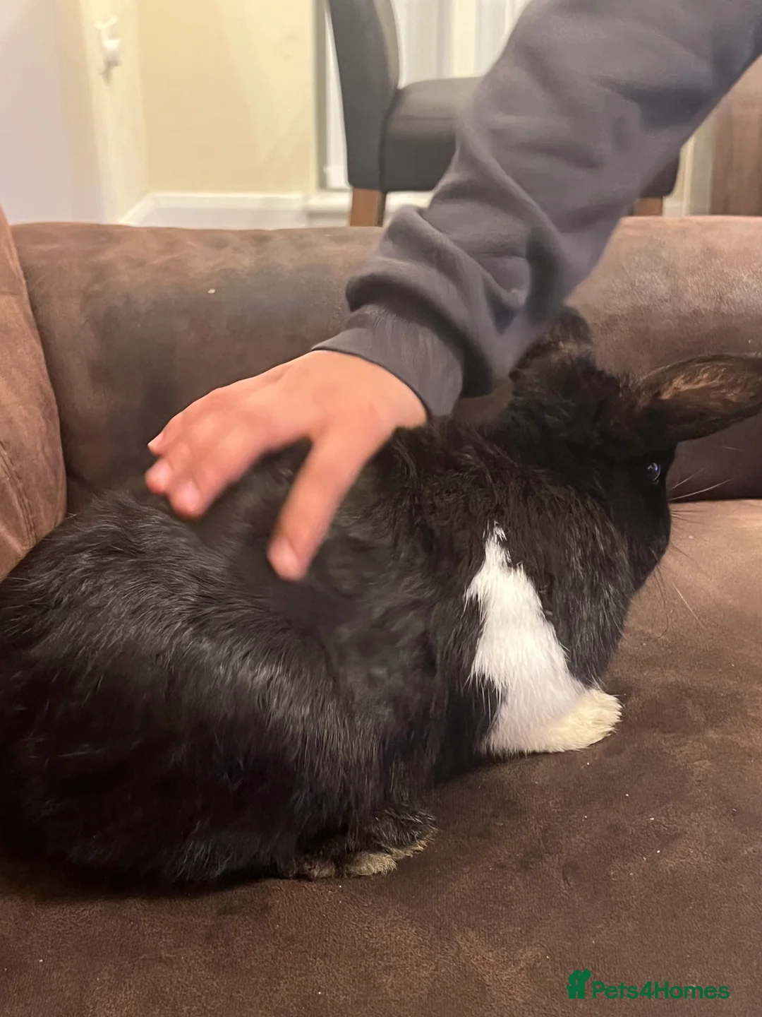 Netherland Dwarf rabbits for sale: House raised - Advert 17
