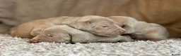 Weimaraner dogs for sale: KC Registered silver Weimaraner puppies in Mold - Advert 8