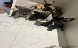 French Bulldog dogs for sale: French Buldog puppies  - Image 21