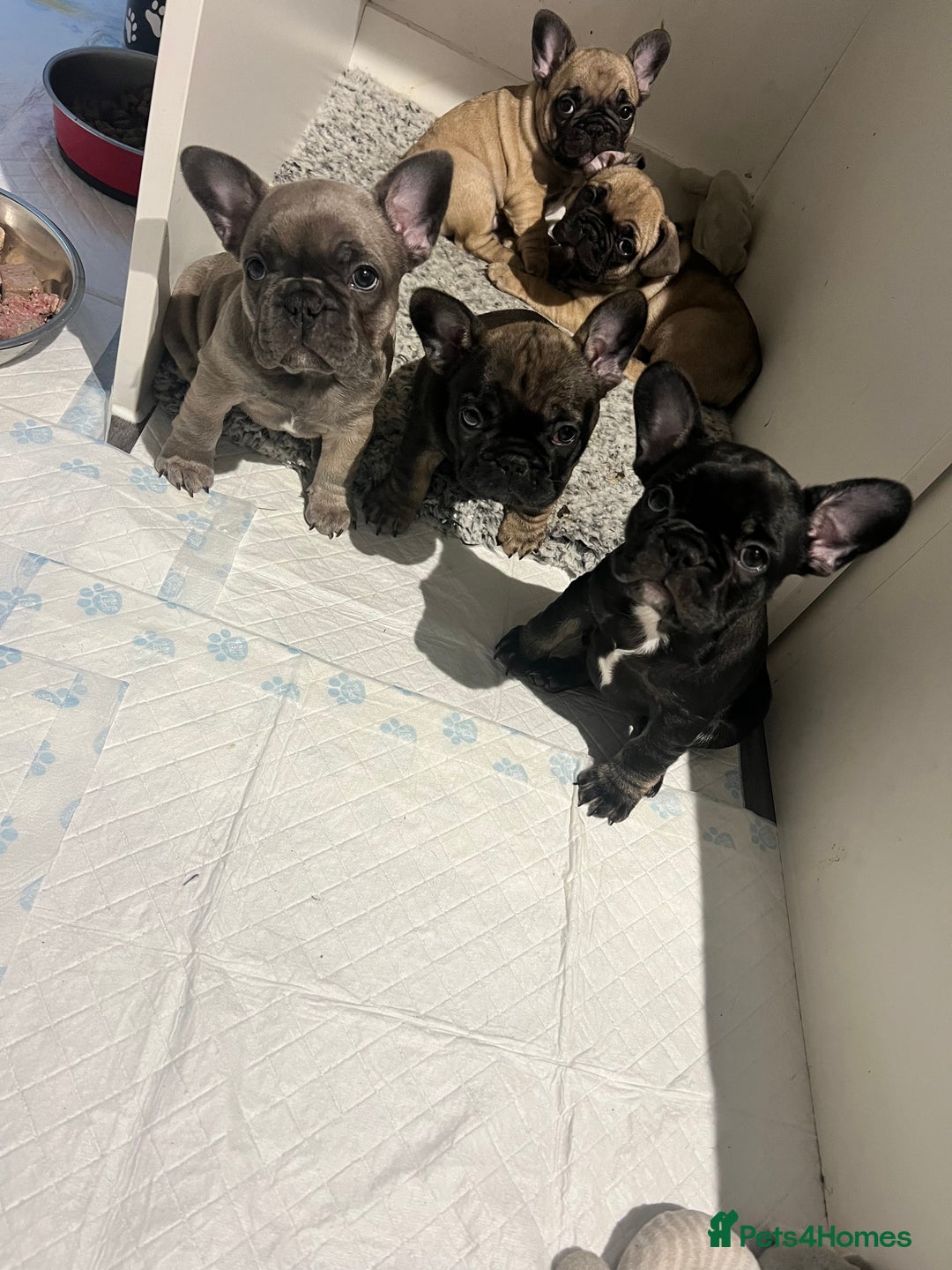 French Bulldog dogs for sale: French Buldog puppies  - Image 21