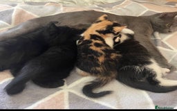 Mixed Breed cats for sale: 2 kittens for sale - Image 3