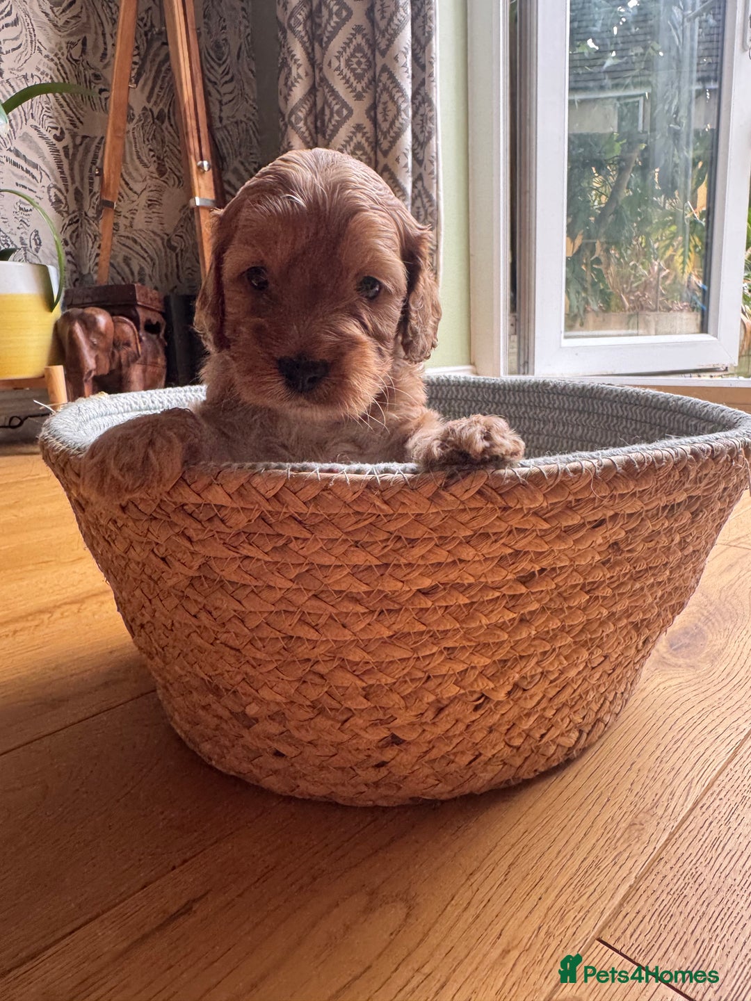 Cockapoo dogs for sale: Last Male fantastic champion line 20 combined  - Image 32
