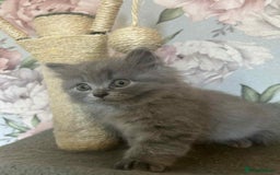 British Longhair cats for sale: British blue kittens  - Image 3