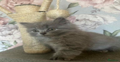 British Longhair cats - Advert 2