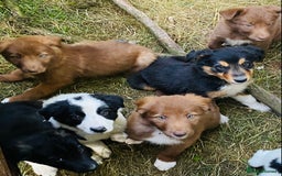 Border Collie dogs for sale: *7 Adorable Border collie pups* - Image 1