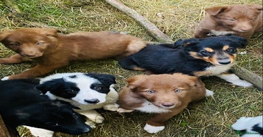 Border Collie dogs - Advert 9