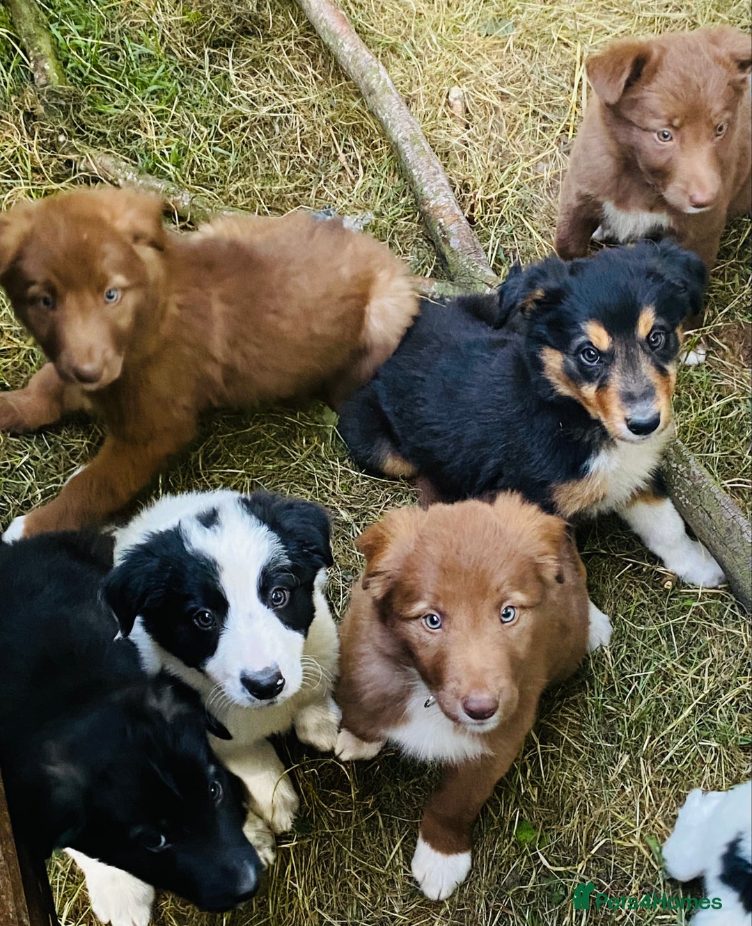 Border Collie dogs for sale: *7 Adorable Border collie pups* - Image 1