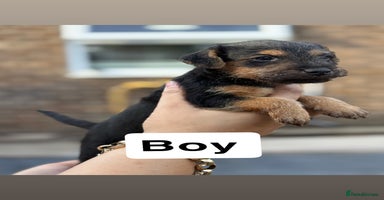 Lakeland Terrier dogs - Advert 3