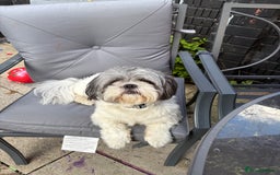 Shih Tzu dogs for sale: Teddy the shihtzu looking for good home  - Image 10