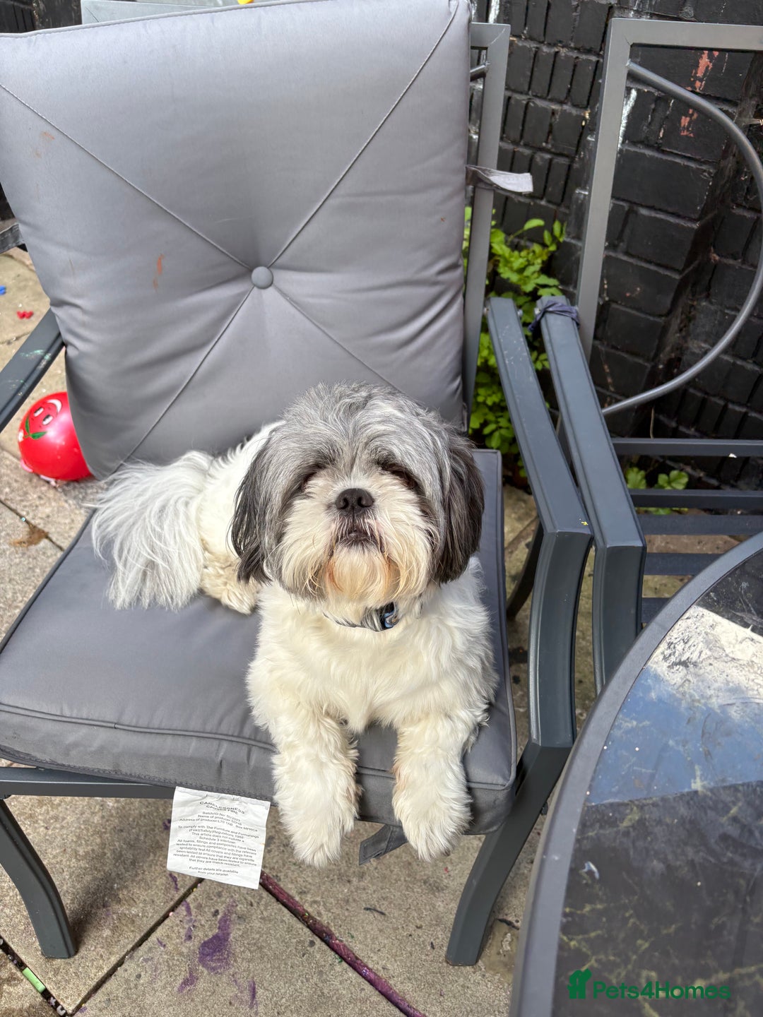 Shih Tzu dogs for sale: Teddy the shihtzu looking for good home  - Image 10