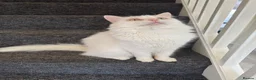 Mixed Breed cats for sale:  Calm, Indoor Cat Seeking Dog-Free Sanctuary 🐾 in Boston - Advert 2