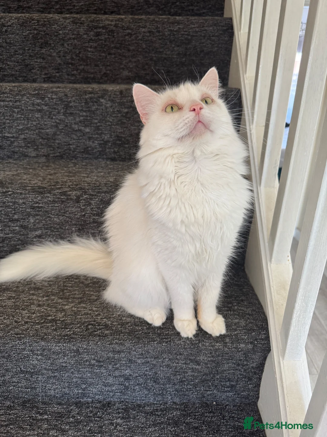 Mixed Breed cats for sale:  Calm, Indoor Cat Seeking Dog-Free Sanctuary 🐾 in Boston - Advert 2