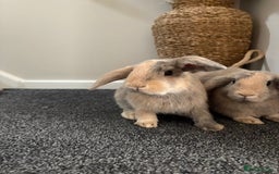 Mini Lop rabbits for sale: Minilop rabbits  - Image 6