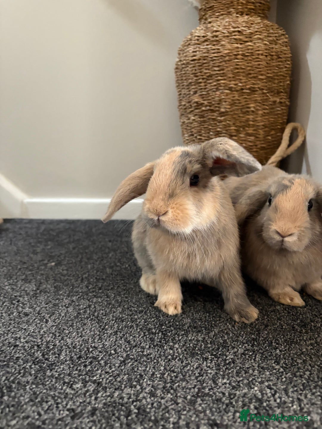 Mini Lop rabbits for sale: Minilop rabbits  - Image 6