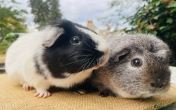 Guinea Pig rodents for sale: Bonded pair female guinea pigs - Image 4