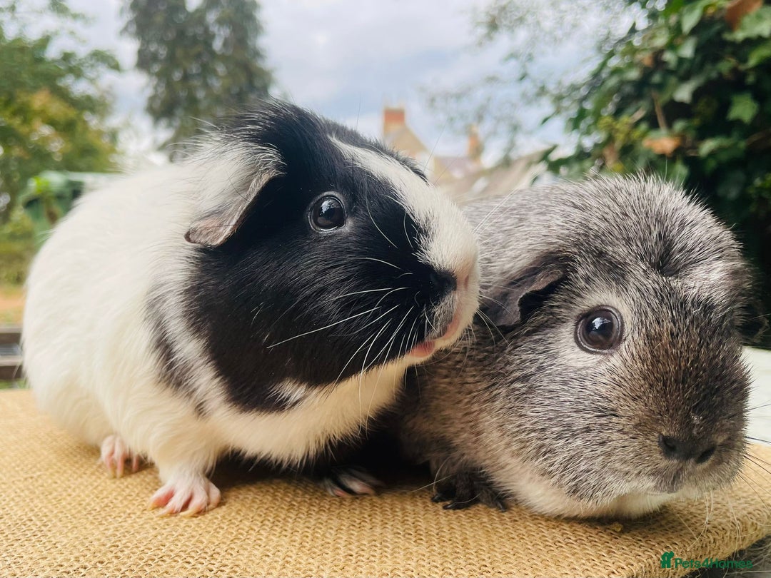 Guinea Pig rodents for sale: Bonded pair female guinea pigs - Image 4