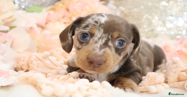 Miniature Dachshund dogs - Advert 2