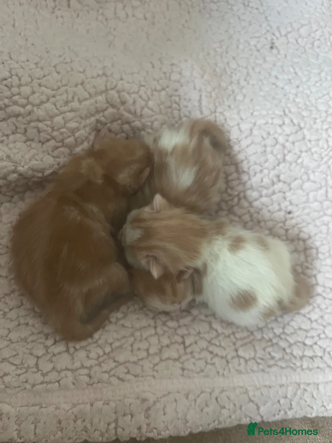 Mixed Breed cats for sale: Ginger kittens - Advert 10