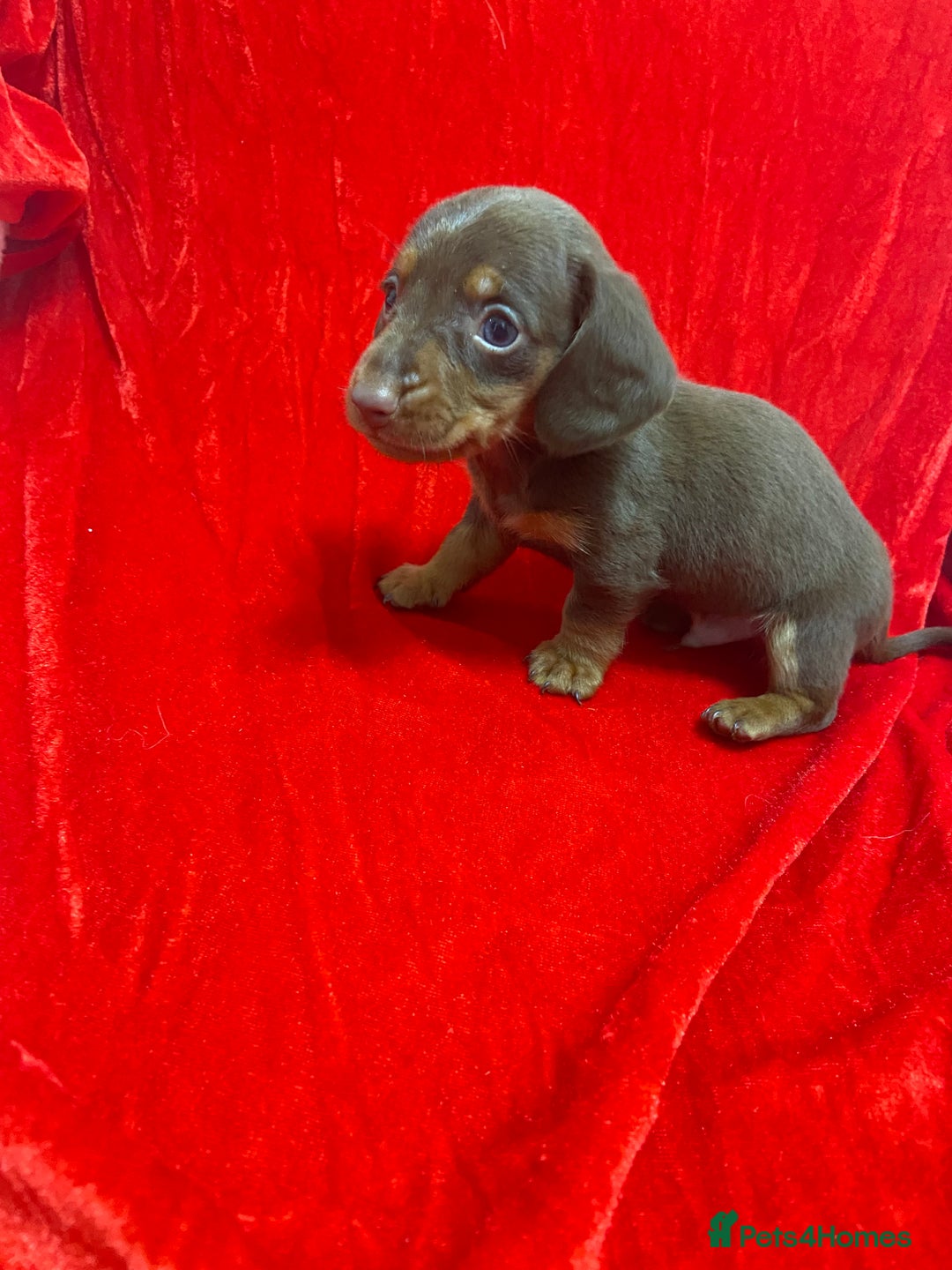 Miniature Dachshund dogs for sale: Miniature dachshunds - Advert 7