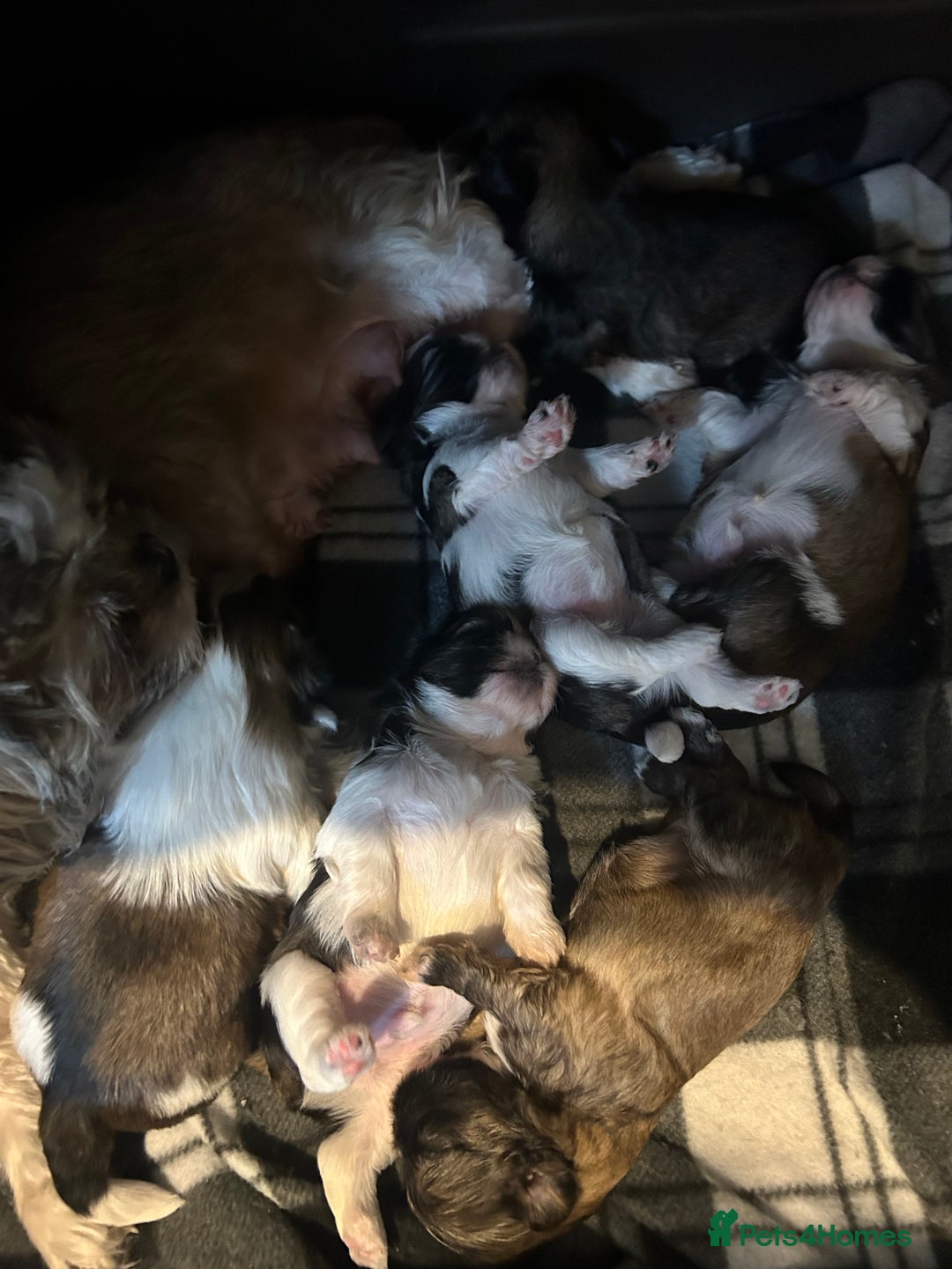 Shih Tzu dogs for sale: Beautiful shih Tzu puppies for sale  - Image 1