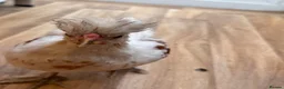 Chickens poultry for sale: Friendly American Silkie Looking for a Loving Home - Advert 5