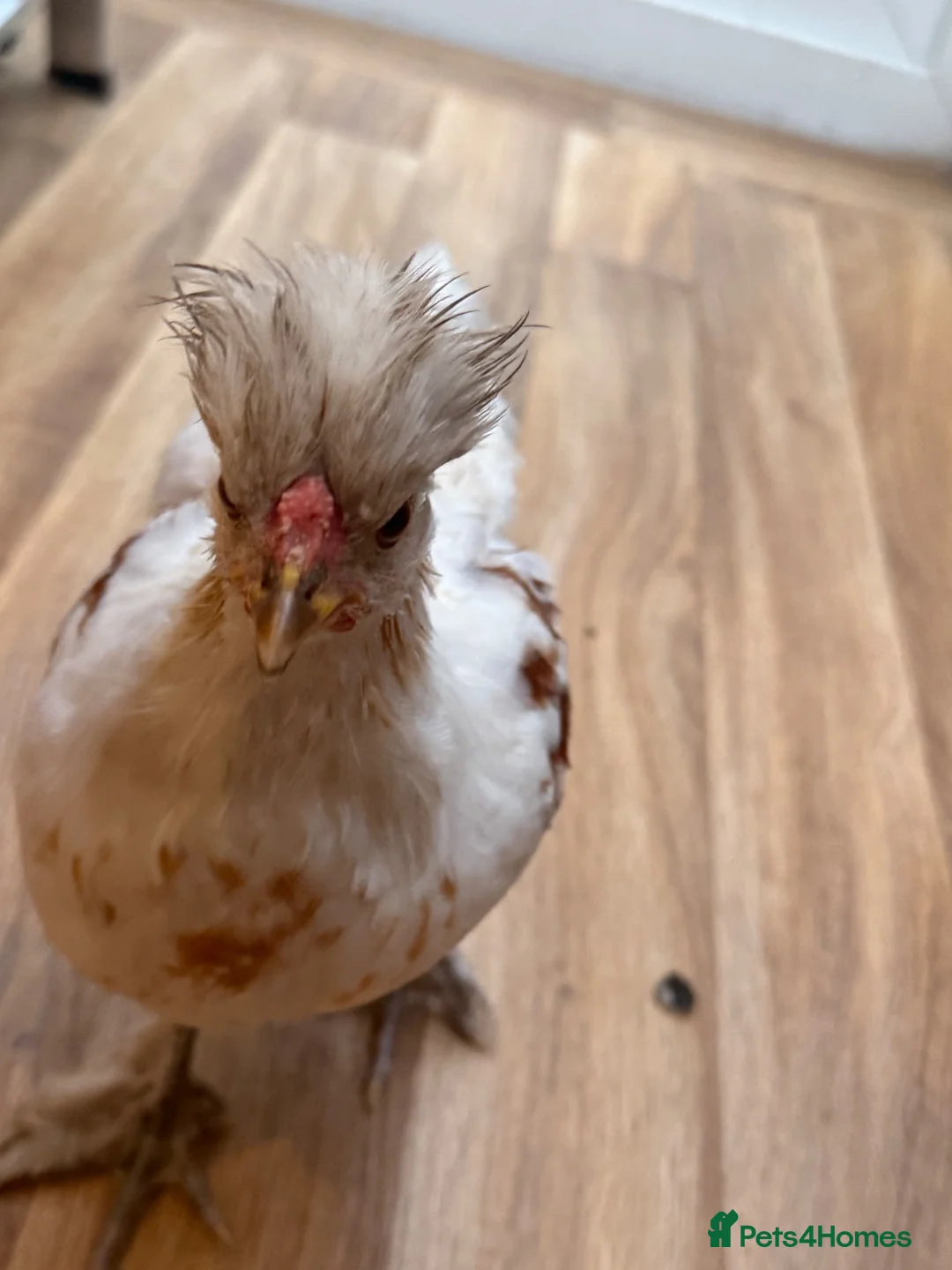 Chickens poultry for sale: Friendly American Silkie Looking for a Loving Home - Advert 5