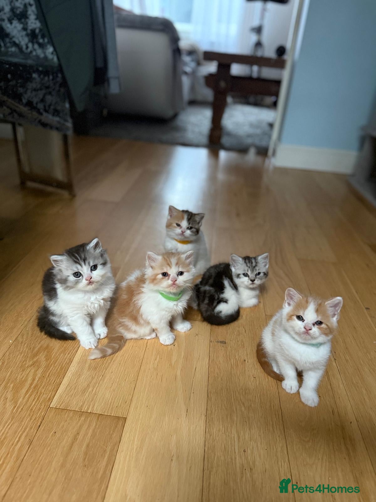 Scottish Fold cats Lovely Scottish fold/straight Kittens for sale  - Advert 17