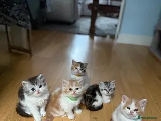 Scottish Fold cats Lovely Scottish fold/straight Kittens for sale - Advert 17