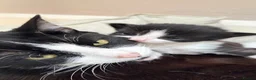 British Shorthair cats for sale: 5 loving kittens looking for their forever homes  - Advert 11
