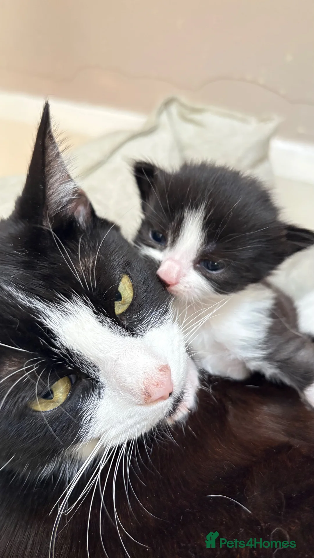 British Shorthair cats for sale: 5 loving kittens looking for their forever homes  - Advert 11