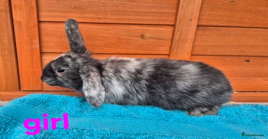 French Lop rabbits Last remaining babies  - Advert 13