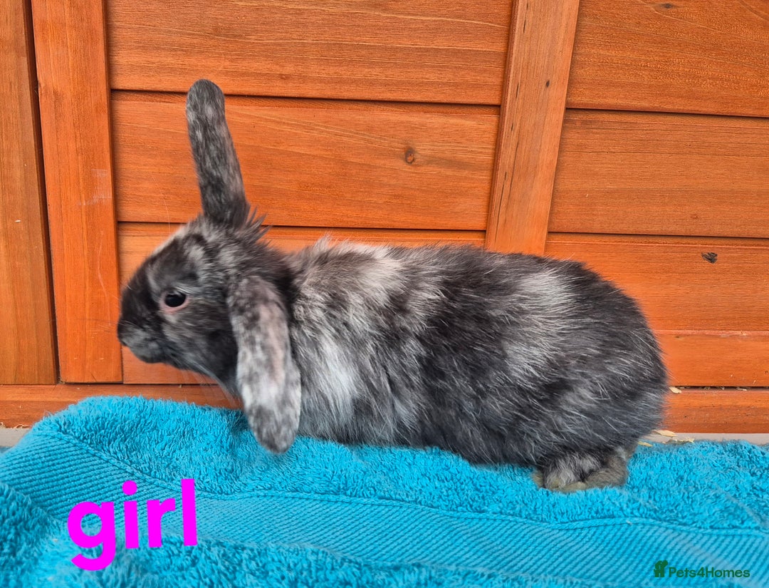 French Lop rabbits for sale: Gorgeous french lop babies  - Image 7