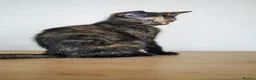 Mixed Breed cats for sale: Beautiful 12‑Week‑Old Kittens Ready for Homes - Advert 4